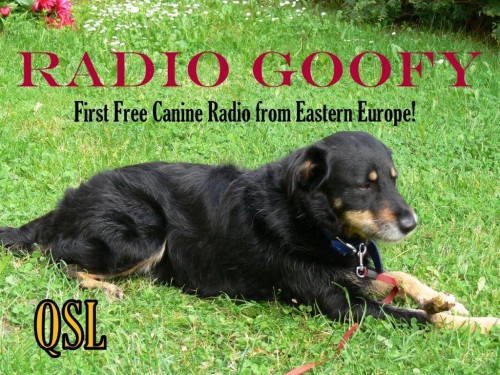 Radio Goofy QSL 2-1 (2)